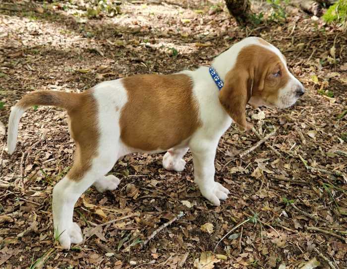 Chiots courant suisse Schwytzois non lof