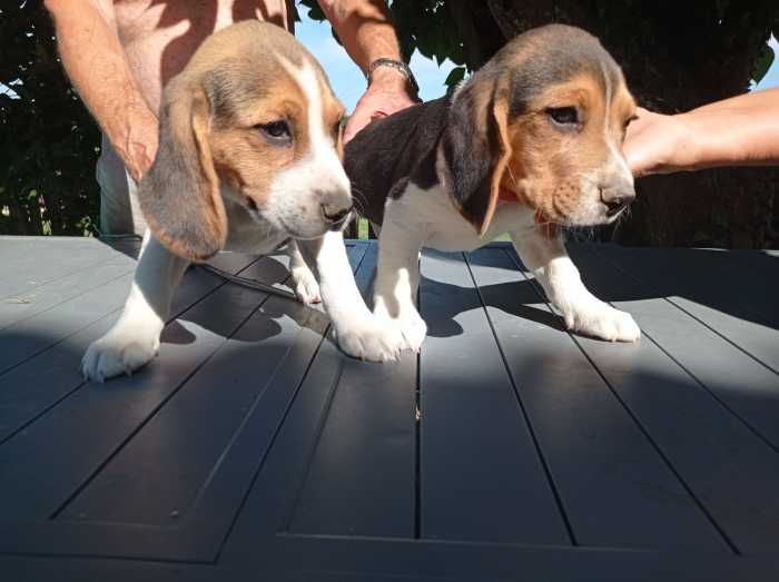 Beagles 1 chiot male 1 chiot femelle