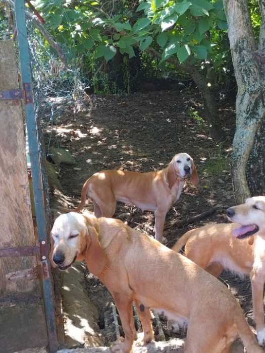 Urgent donne chiens de chasse