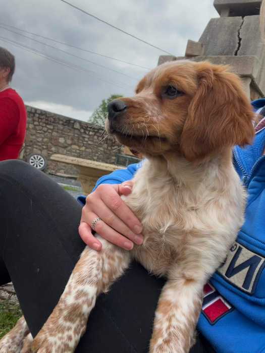 Chiots épagneul breton