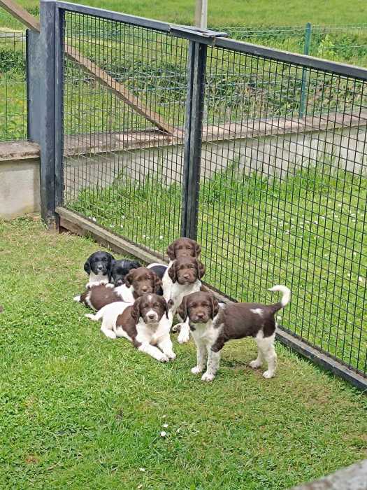 Chiots munsterlander  x springer