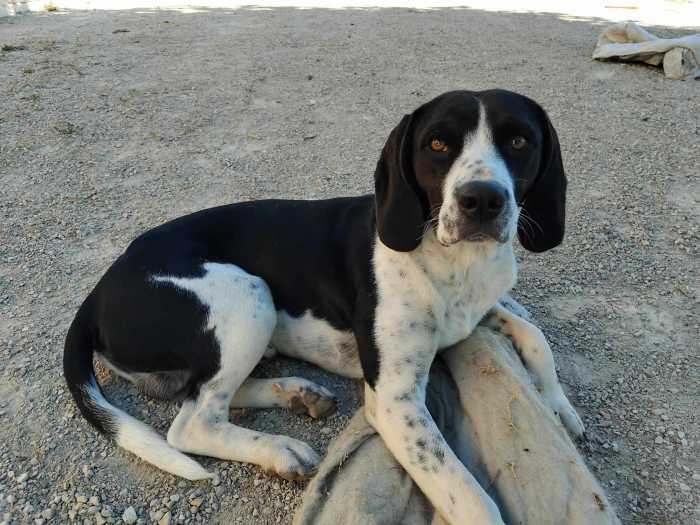 chien de chasse croisé Beagle