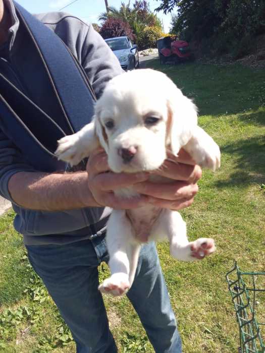 Chiots setter anglais