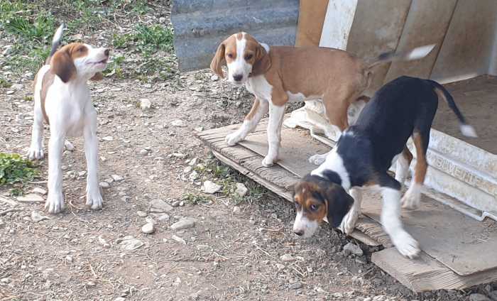 jeunes chiots pour chasse aux lièvres