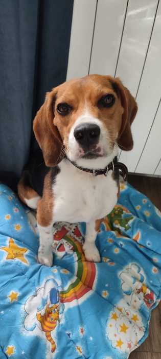 beagle  9mois