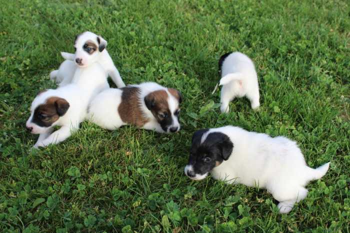 Chiots fox terrier LOF