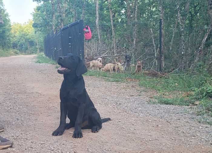 Chiots Labradors