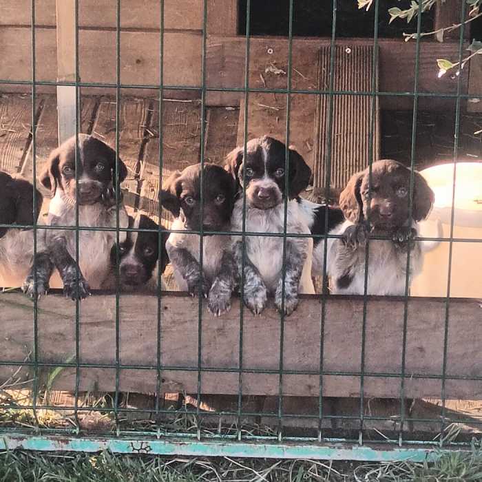 chiots épagneul de Saint Usuge